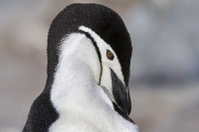 Chinstap Penguin preening, Elephant Island, Antarctica