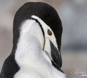 Chinstap Penguin preening, Elephant Island, Antarctica