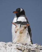 Gentoo Penguins, Gold Beach, South Georgia Island