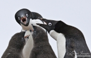 Adelie Penguin adults and chicks, Paulet Island, Antarctica
