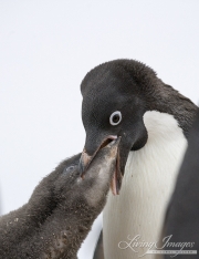Adelie Penguin feeding chick, Paulet Island, Antarctica