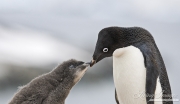 Adelei Penguin feeding chick, Paulet Island, Antarctica