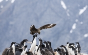 Antarctic Skua attacking Adelie Penguin colony, Paulet Island, Antarctica