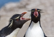 Adult Rockhopper Penguins, Faulkland Islands