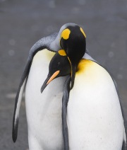 Mating Pair of King penguins, Gold Beach, South Georgia Island