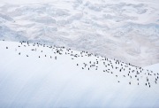 Chinstrap Penguin colony on iceberg, South Orkney Islands