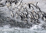 Chinstrap Penguins jumping into the water, Elephant Island, Antarctic Peninsula