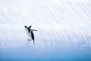Chinstrap Penguin falling off iceberg, South Orkney Islands