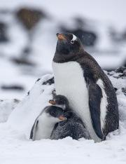 Gentoo penguin and two chicks in snow, Paulet Island, Antarctica