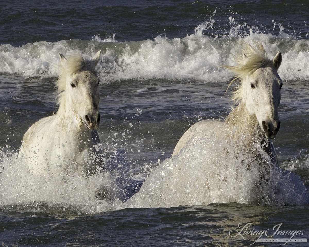 Camargue Horse, Camargue, France, white horse, water, the sea, waves