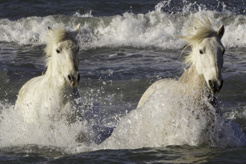 Camargue Horse, Camargue, France, white horse, water, the sea, waves