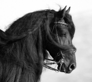 Black Friesian stallion in Ojai, CA