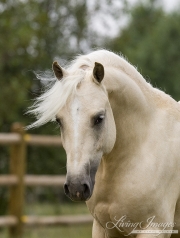 Palomino Welsh Pony stallion in Ft. Collins, CO