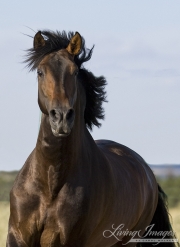 Bay Andalusian stallion in Castle Rock, CO