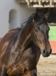Bay Andalusian stallion running in Osuna, Spain