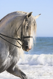 Gray Andalusian Stallion, Ojai, CA