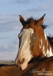 Flitner Ranch, Shell, WY - Paint's blue eye close up