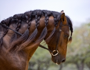 Bay Andalusian stallion, Austin TX