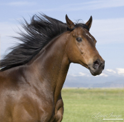 purebred bay Thouroughbred gelding in Longmont, CO