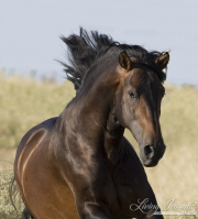 purebred Bay Andalusian stallion running in Castle Rock, CO