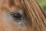 purebred Chestnut Peruvian Paso Stallion eye, Sante Fe, NM