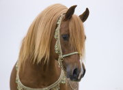 Ojai, CA, purebred horse, chestnut Arabian Stallion in costume