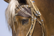 Ojai, CA, purebred horse, Peruvian Paso stallion close up