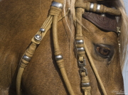 Ojai, CA, purebred horse, Peruvian Paso stallion