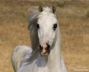 Ojai, CA, purebred horse, grey Arabian stallion head shot