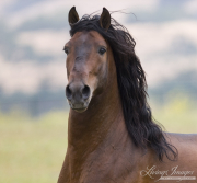 Ojai, CA, purebred horse, bay Andalusian stallion