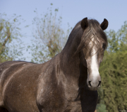 Ejicia, Spain, purebred Andalusians, grey stallion close up