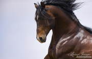 Ojai, CA, purebred horse, Azteca stallion romps