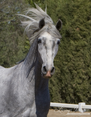 Ejicia, Spain, purebred Andalusians, young grey stallion