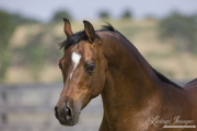 Ojai, CA, purebred horse, bay Arabian stallion