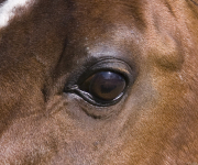 Ojai, CA, purebred horse, eye of bay Arabian stallion