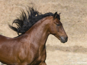 Ojai, CA, purebred horse, bay Peruvian Paso stallion running