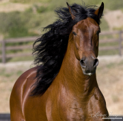 Ojai, CA, purebred horse, bay Peruvian Paso stallion running