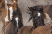 Sombrero Ranch, Craig, CO, horses running head on