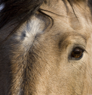 Sombrero Ranch, Craig, CO, buckskin horse close up of eye