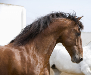 Ejicia, Spain, purebred Andalusians, bay stallion arches his neck