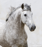 Ejicia, Spain, purebred Andalusians, grey stallion runs