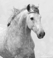 Ejicia, Spain, purebred Andalusians, grey stallion runs
