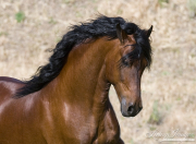 Ojai, CA, purebred horse, bay Peruvian Paso stallion