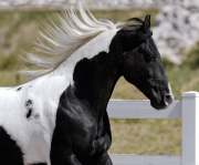 Rocky Mountain Horse in Castle Rock, CO, pinto stallion