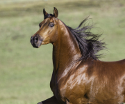 Ojai, bay Arabian stallion running