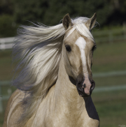 Ojai, California, Palomino Peruvian Paso stallion running