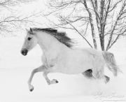 fineart-087-SnowyMareLeaping