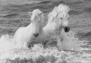 fineart-095-TwoWhiteHorsesintehWaves