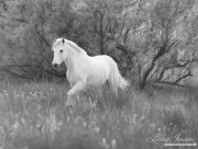 fineart-096-TheWhiteHorseintheForest