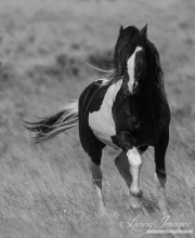 fineart-102-WashakieApproaches